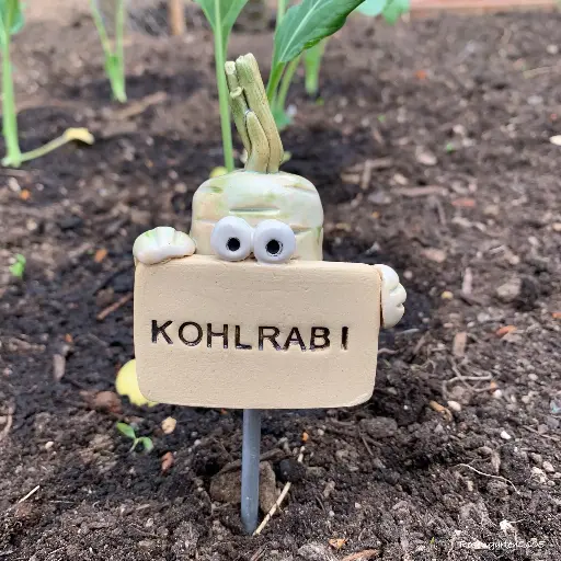 Gemüsestecker Kohlrabi