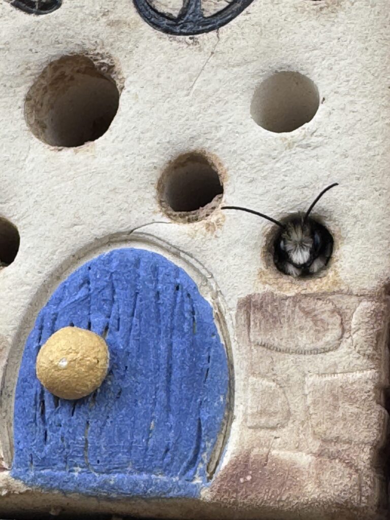 gehörnte Mauerbiene im Bienenstein