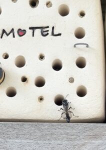 Töpfergrabwespe an Bienenstein